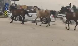 Başıboş bırakılan 3 at ilçe merkezinde kazaya davetiye çıkardı!