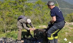Bursa'da zifte saplanan keçiyi kurtarma operasyonu