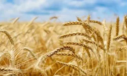 Toprak Mahsulleri Ofisi, çiftçi'den buğday alım fiyatını artırdı!