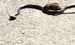 Anne fare'nin yavrusunu kapan yılanla mücadelesi!