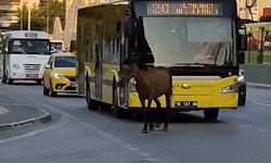 Bursa’da başıboş at trafiği aksattı!