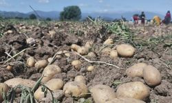 İnegöl'de patates hasadı başladı! Tarlada kilogramı 7.5 lira!