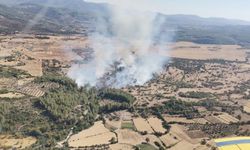 Milas'ta orman yangını müdahalesi sürüyor