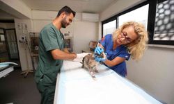 Nilüfer’de sokak kedilerine özel klinik