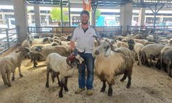 Bursa'daki bu keçi koçlara kafa tutuyor
