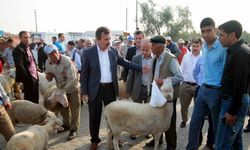 Bursa’da hayvan pazarları açılıyor