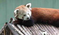 Macaristan'dan Bursa'ya Kızıl Panda Getirildi!