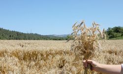 Mudanya'da Buğday hasadı zamanı