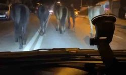 Bursa’da başıboş atlar trafiği zora soktu!