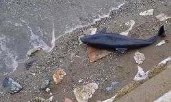 Mudanya’da ölü yavru yunus balığı karaya vurdu