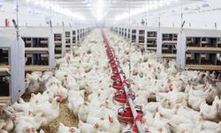 Tavuk-hindi eti üretimi azaldı