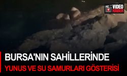 Bursa'nın sahillerinde yunus ve su samurları gösterisi