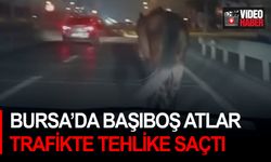 Bursa’da başıboş atlar trafikte tehlike saçtı