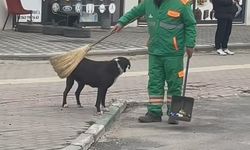 Sokak köpeğini süpürge ile temizleyen görevli yüzleri gülümsetti!