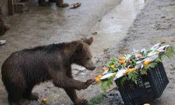 Bursa'da yavru ayılara doğum günü sürprizi