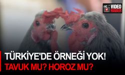 Türkiye'de örneği yok! Tavuk mu? Horoz mu?