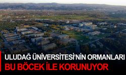 Uludağ Üniversitesi’nin ormanları bu böcek ile korunuyor