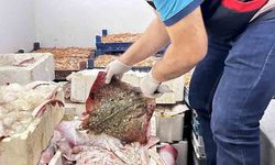 Kaçak 1 ton vatoz balığına el konuldu!
