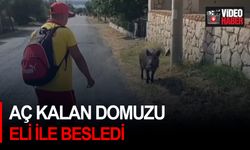 Aç kalan domuzu eli ile besledi