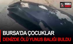 Bursa’da çocuklar denizde ölü yunus balığı buldu