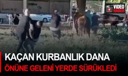 Kaçan kurbanlık dana önüne geleni sürükledi