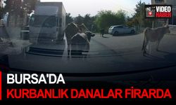 Bursa'da kurbanlık danalar firarda