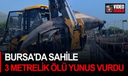 Bursa'da sahile 3 metrelik ölü yunus vurdu