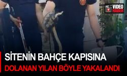 Sitenin bahçe kapısına dolanan yılan böyle yakalandı