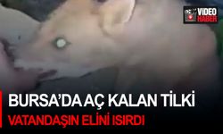 Bursa’da aç kalan tilki vatandaşın elini ısırdı