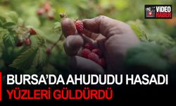 Bursa’da ahududu hasadı yüzleri güldürdü