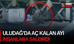 Uludağ’da aç kalan ayı insanlara saldırdı