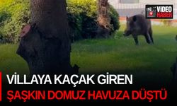 Villaya kaçak giren şaşkın domuz havuza düştü