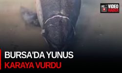 Bursa'da yunus karaya vurdu