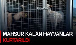 Mahsur kalan hayvanlar kurtarıldı