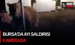 Bursa’da ayı saldırısı kamerada