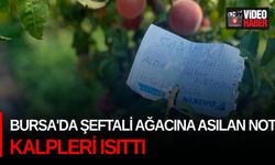 Bursa'da şeftali ağacına asılan not kalpleri ısıttı