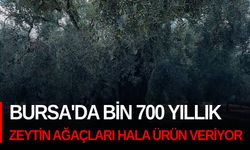 Bursa'da Bin 700 yıllık zeytin ağaçları hala ürün veriyor