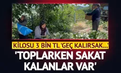 Kilosu 3 Bin TL! Ihlamur Hasadı Başladı, Toplamak Cesaret İstiyor