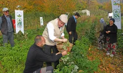 Bursa Osmangazi'de üzümsüz meyvelerde organik seferberlik... İlk hasat Başkan Aydın'dan