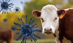 Hayvan Sağlığı Krizi Derinleşiyor