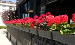 Dünya bu ürünü kasa kasa bizden alıyor