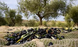 "Zeytin Üreticisi Ne Marmarabirliğe Ne de Tüccara Mahkûm Edilmemelidir!"
