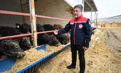 Kırmızı et üretimini artıracak projede hayvan teslimleri başladı