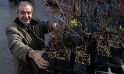 Bursa Büyükşehir'den kırsala fide ve fidan desteği sürüyor