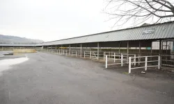 Bursa Yenişehir'de canlı hayvan pazarı yeniden açıldı