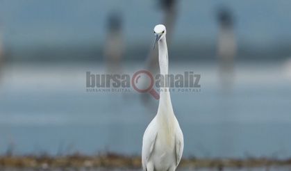 Bursa'nın kuşları fotoğraflandı