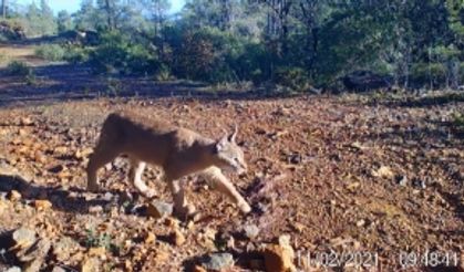 Yabani kedi “karakulak” fotokapanla Muğla’da görüntüledi