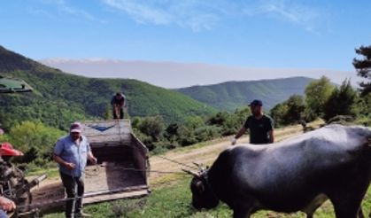 (Özel) Dağda kurbanlık dana avı