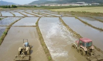 (Özel) Çeltik üretiminin çileli yolculuğu başladı