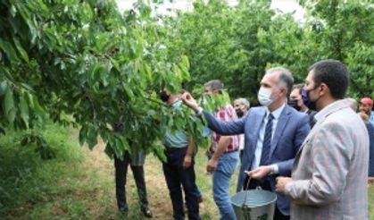 Bursa’da kiraz hasadı başladı